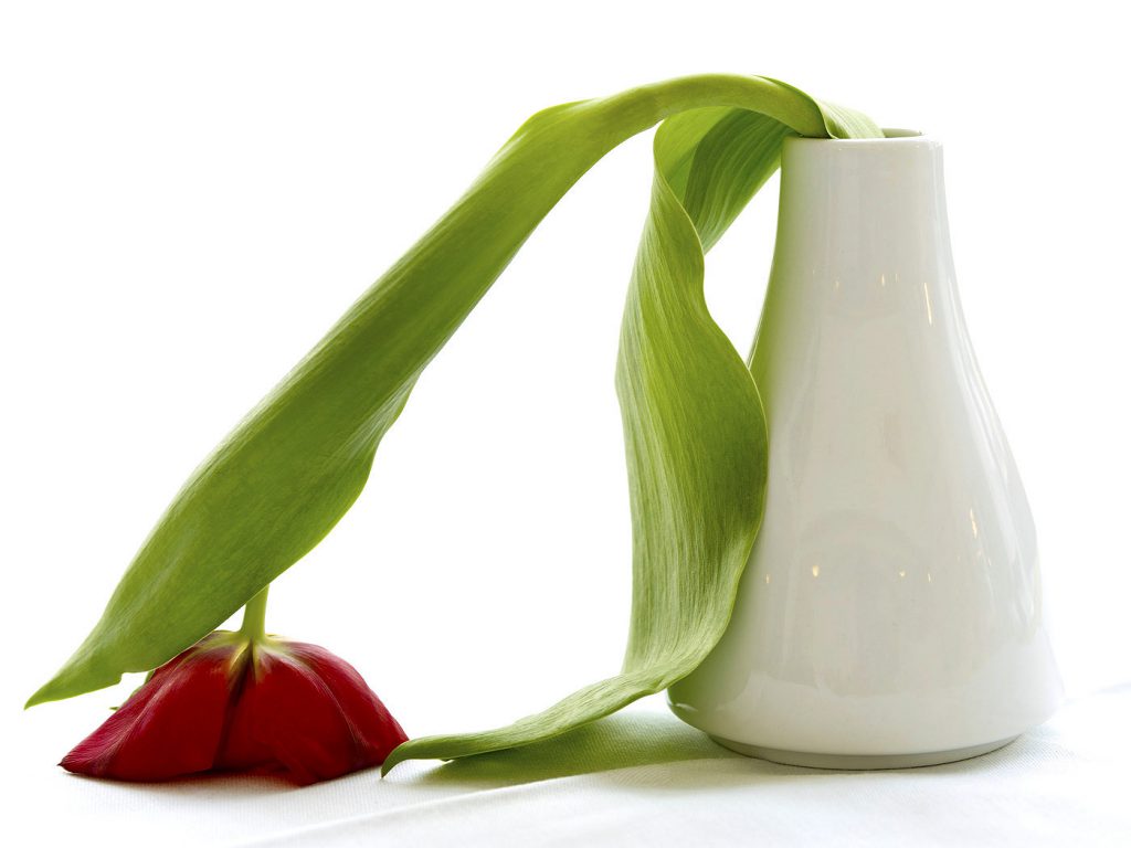 limp flower in vase